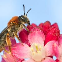 Mining Bee - Andrena haemorrhoa 1 